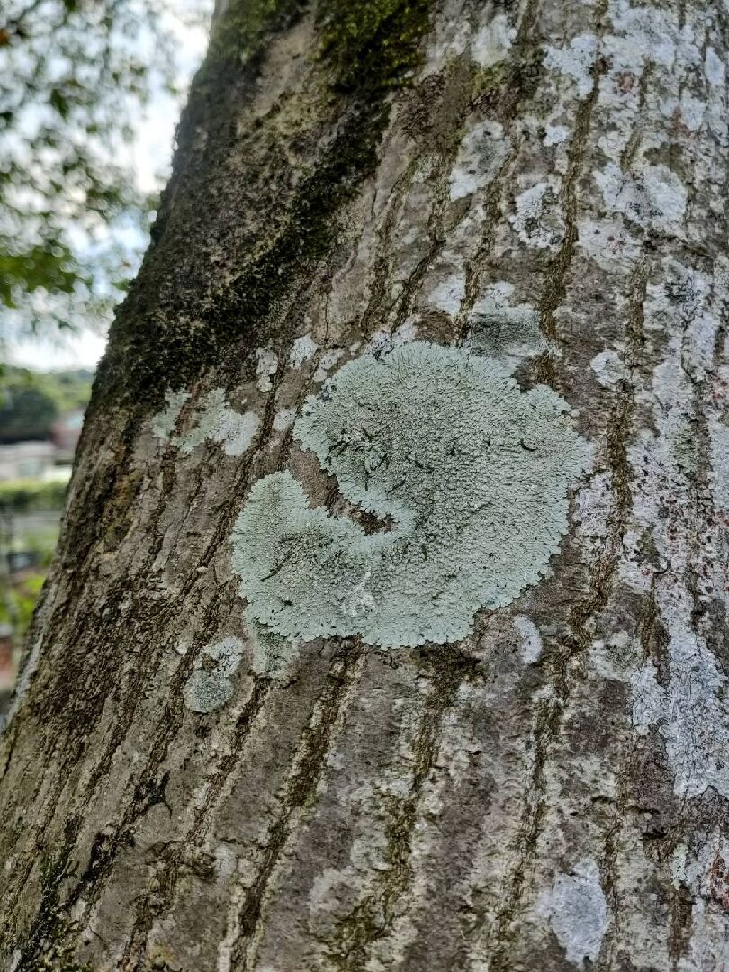 楓葉不正常落葉