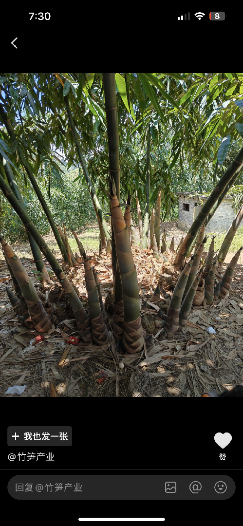 麻竹筍如何提高產量