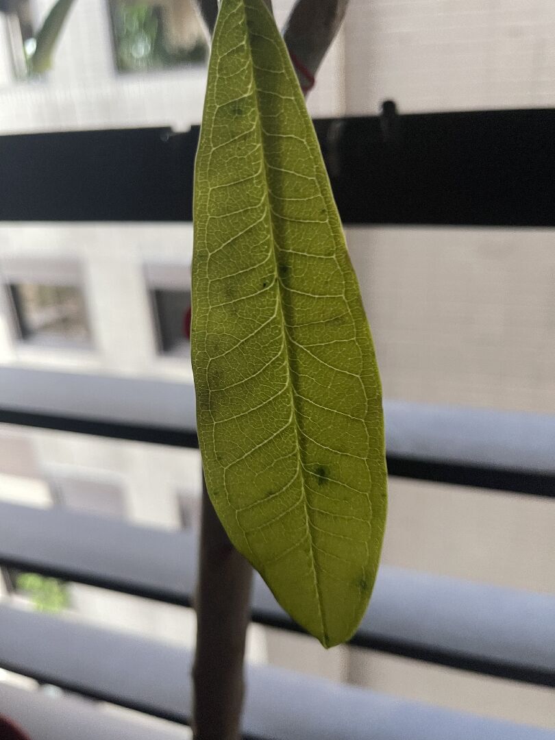 雞蛋花葉片異常