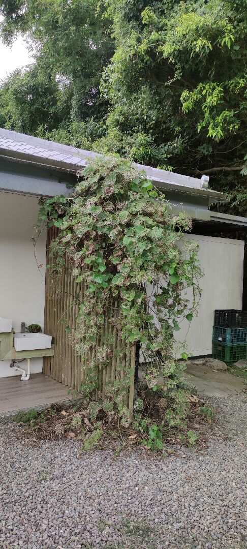 大鄧伯花葉片病害且無開花