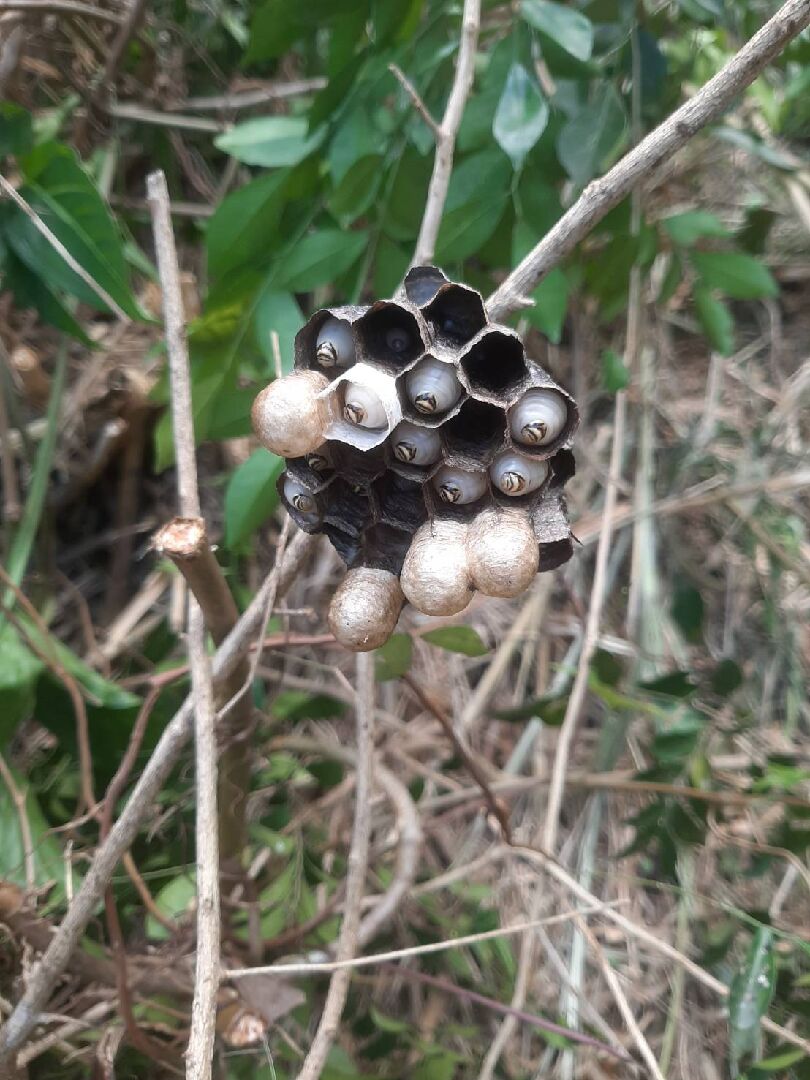 蜂的品種（發現蜂巢）