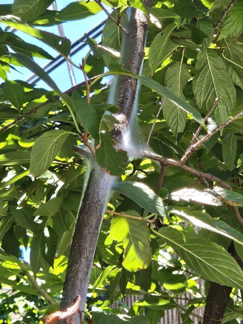 請問這是什麼病QQ，白白的像菌絲