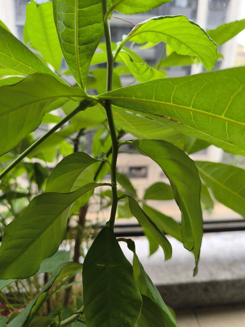 莖上有刺的植物？請大師們幫忙確認品種