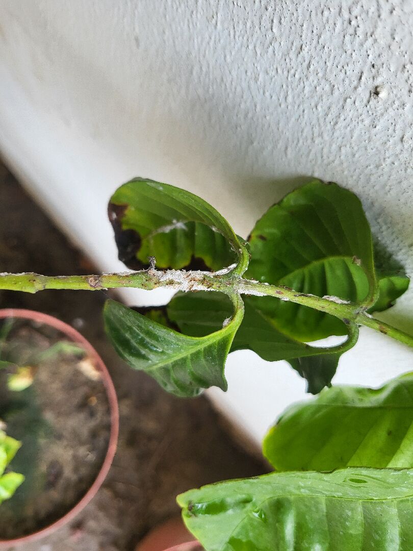 植物莖上白色物體。請問什麼病？