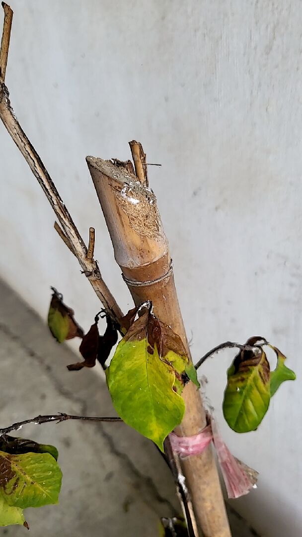 植物莖上白色物體。請問什麼病？