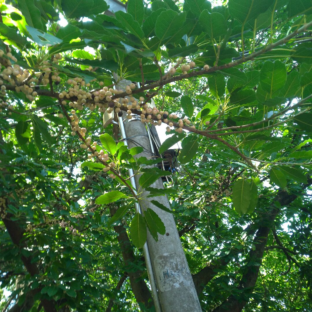 想問這是什麼植物 在新竹十八間山山上看到