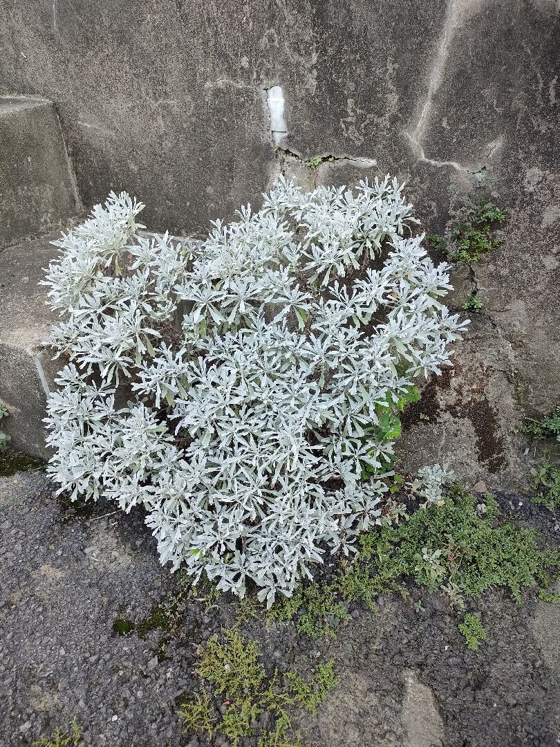 芙蓉繁殖問題