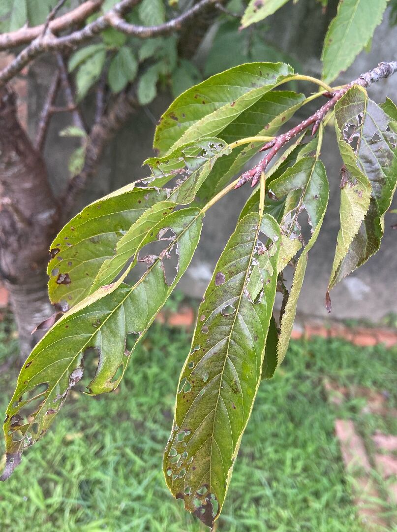 請問櫻花樹怎麼了