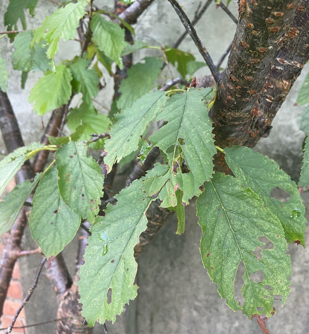 請問櫻花樹怎麼了