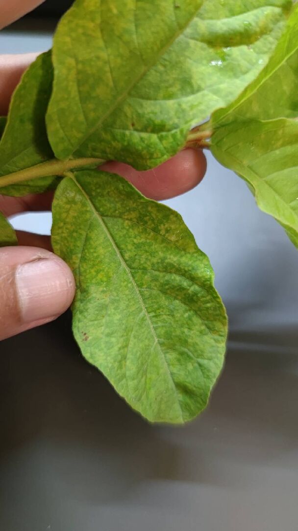 珍珠芭樂葉片出現點點黃斑 不確地是缺乏哪種養分或是得了什麼病