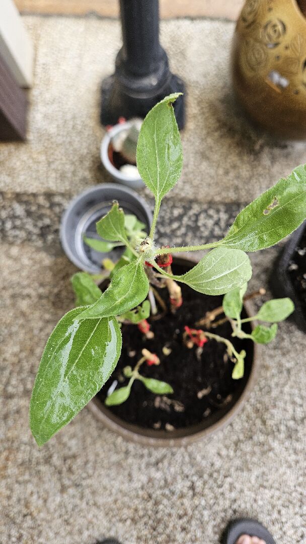 開不了花，看不到蟲蟲，葉子一直被吃