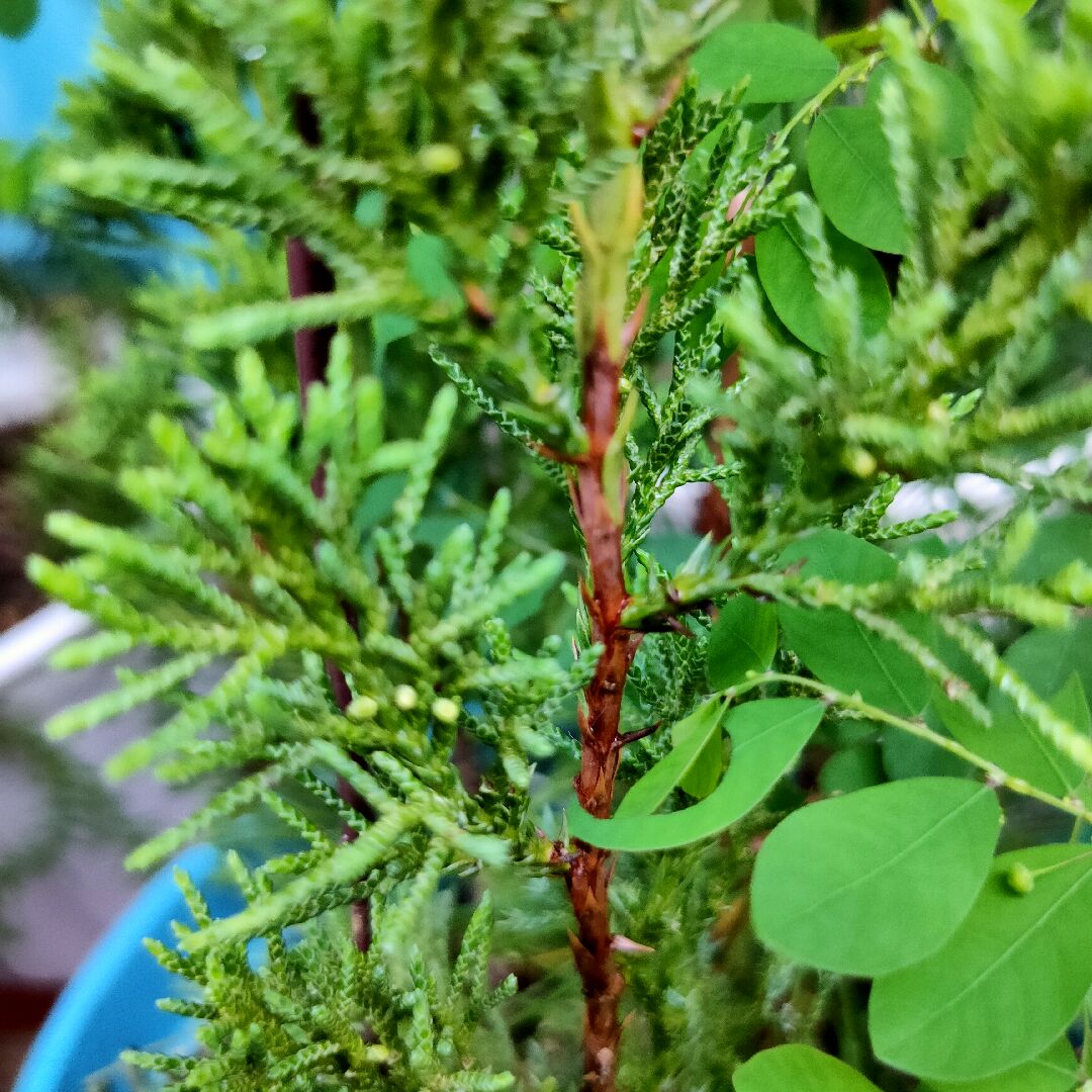 裸子植物實