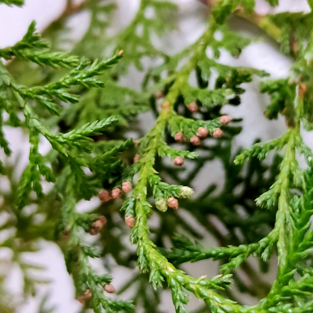 裸子植物實