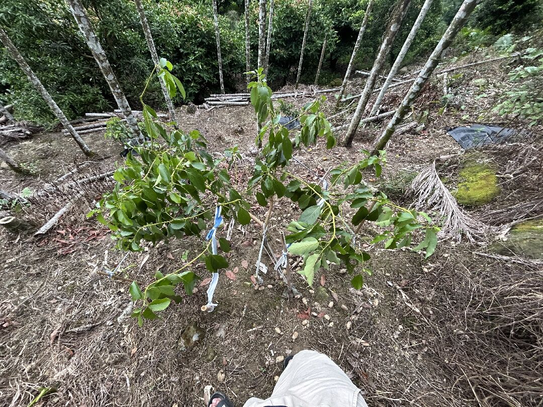 酪梨苗葉子下垂