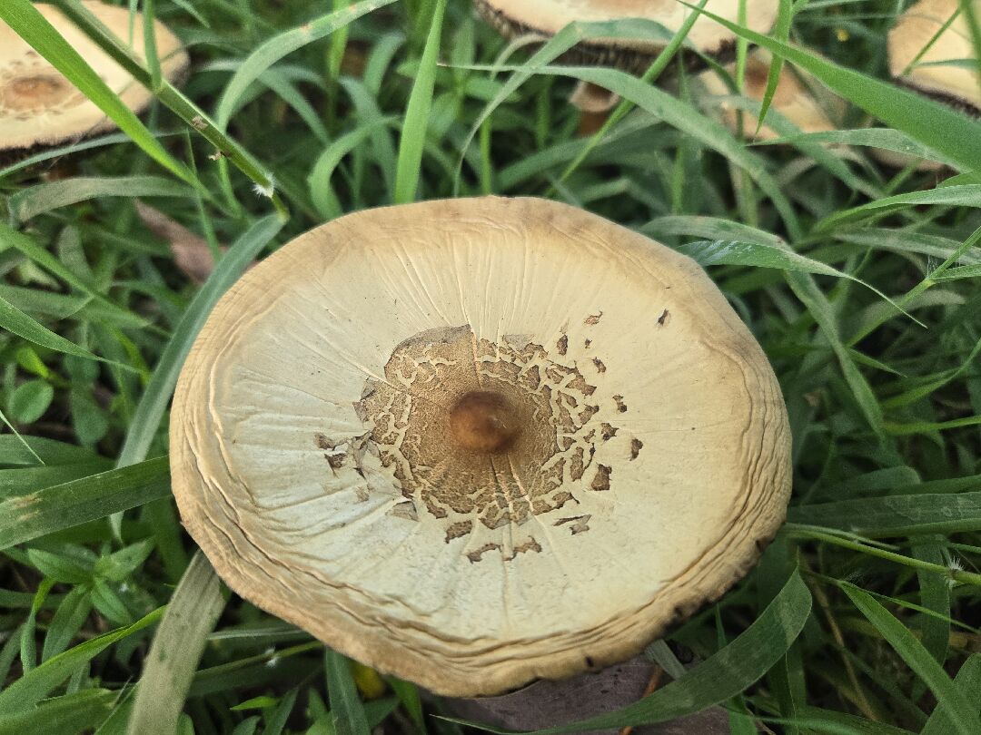 雨後草地上的大蘑菇