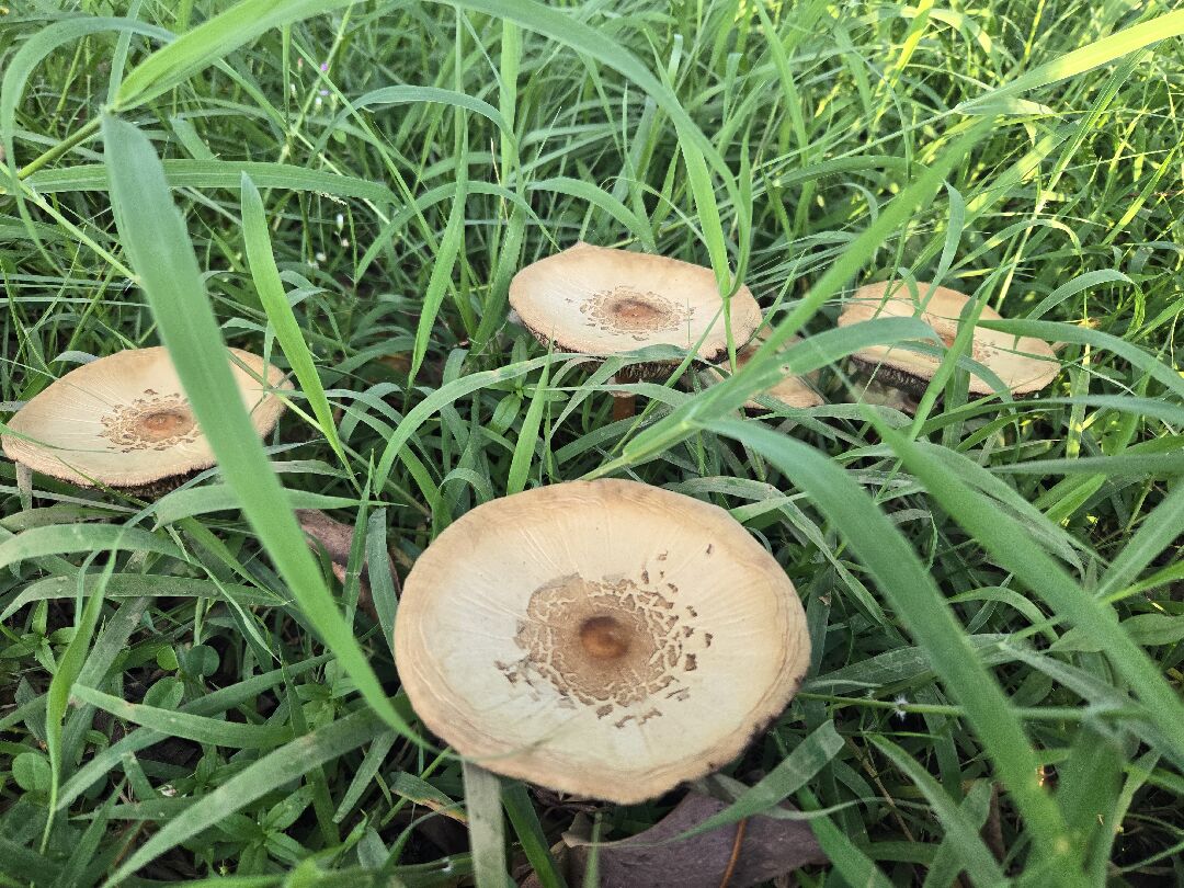 雨後草地上的大蘑菇