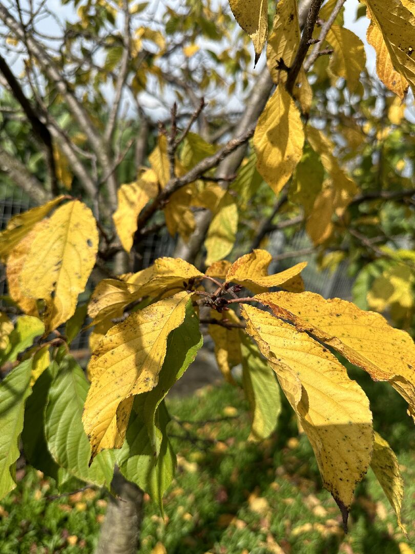 櫻花樹全株葉片黃化