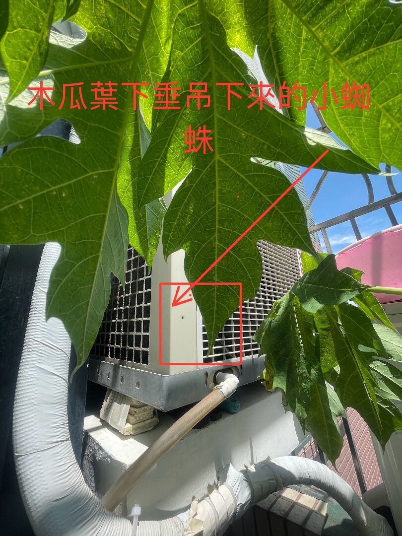 木瓜有小白粉及黑蜘蛛，是生病了嗎？