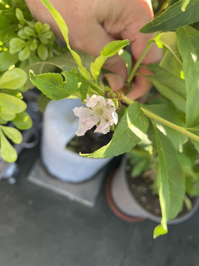 熱帶水蜜桃8月份開花