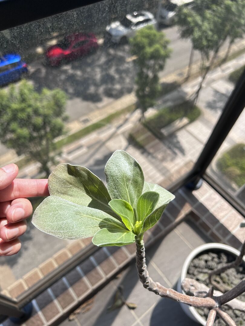 白水木 葉緣發黑/掉葉/生長緩慢