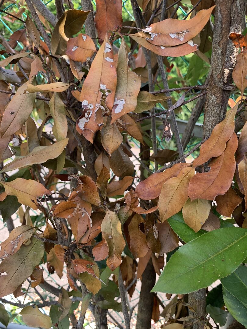 紅芽石楠圍籬陸續枯死，是什麼病蟲害？