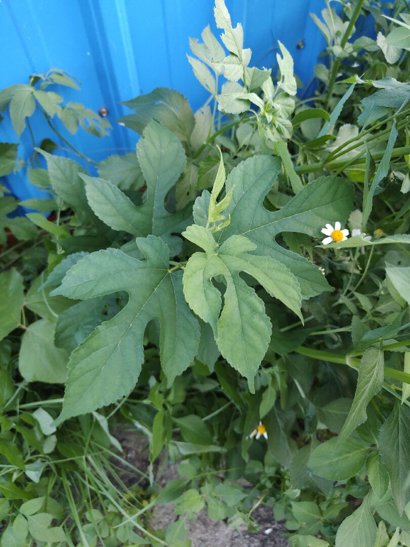 家的頂樓花圃出現了不明植物