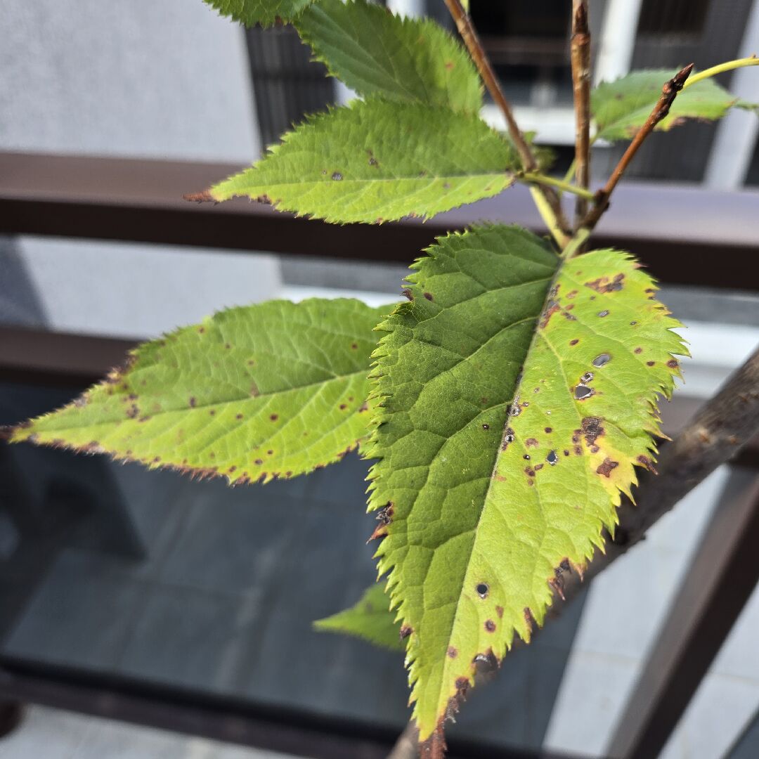 請問我的樹葉怎麼了？會不會影響樹木的生長