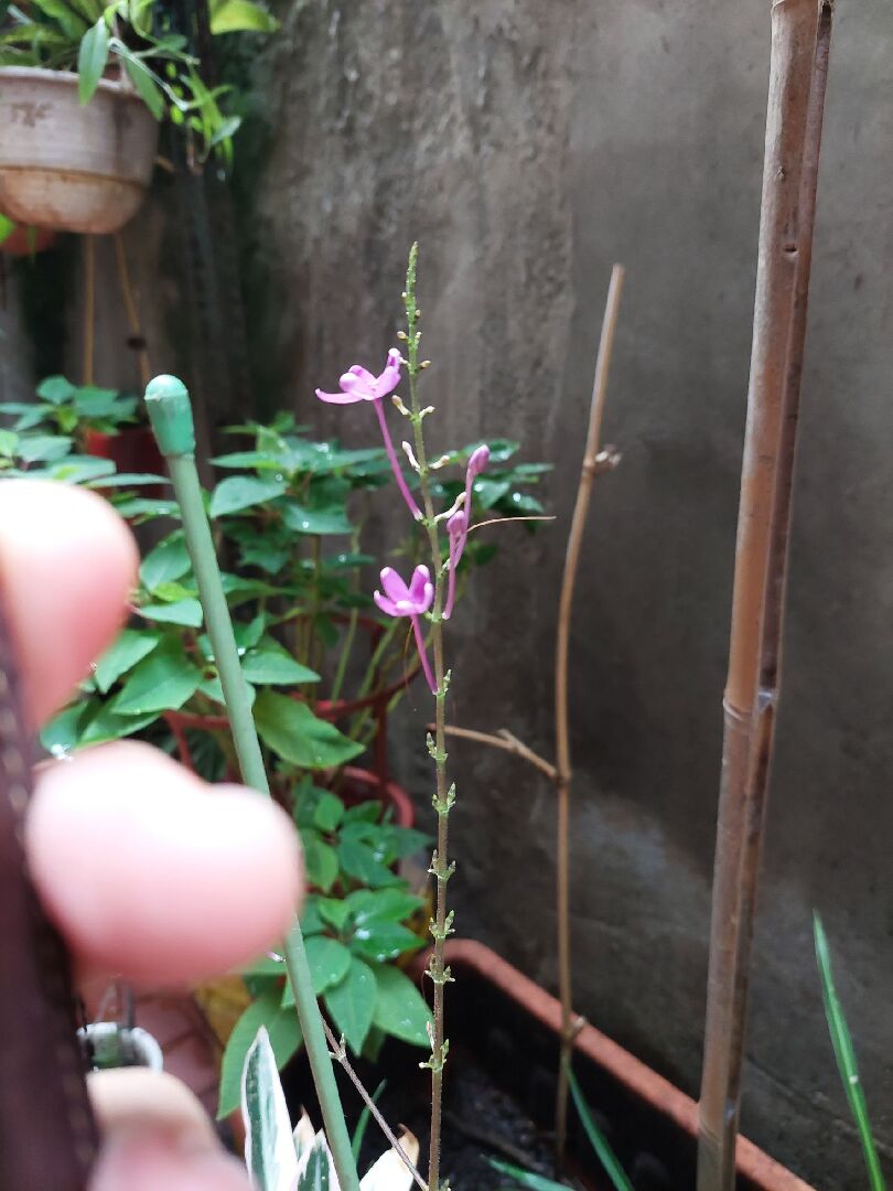 詢問植物名稱