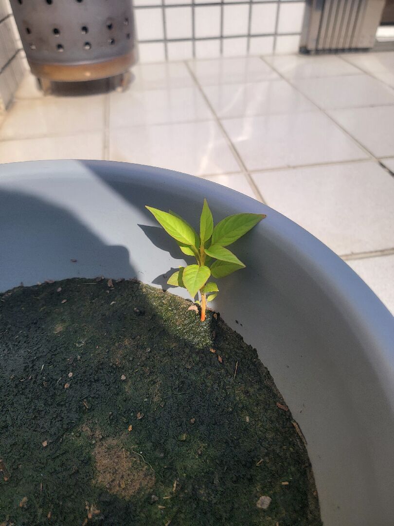 請問這是什麼植物