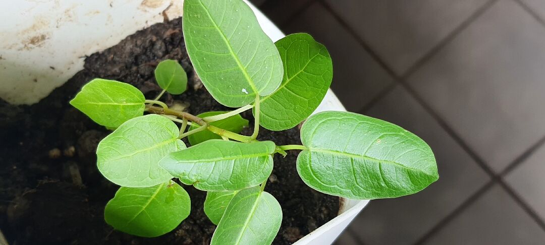 這是什麼植物