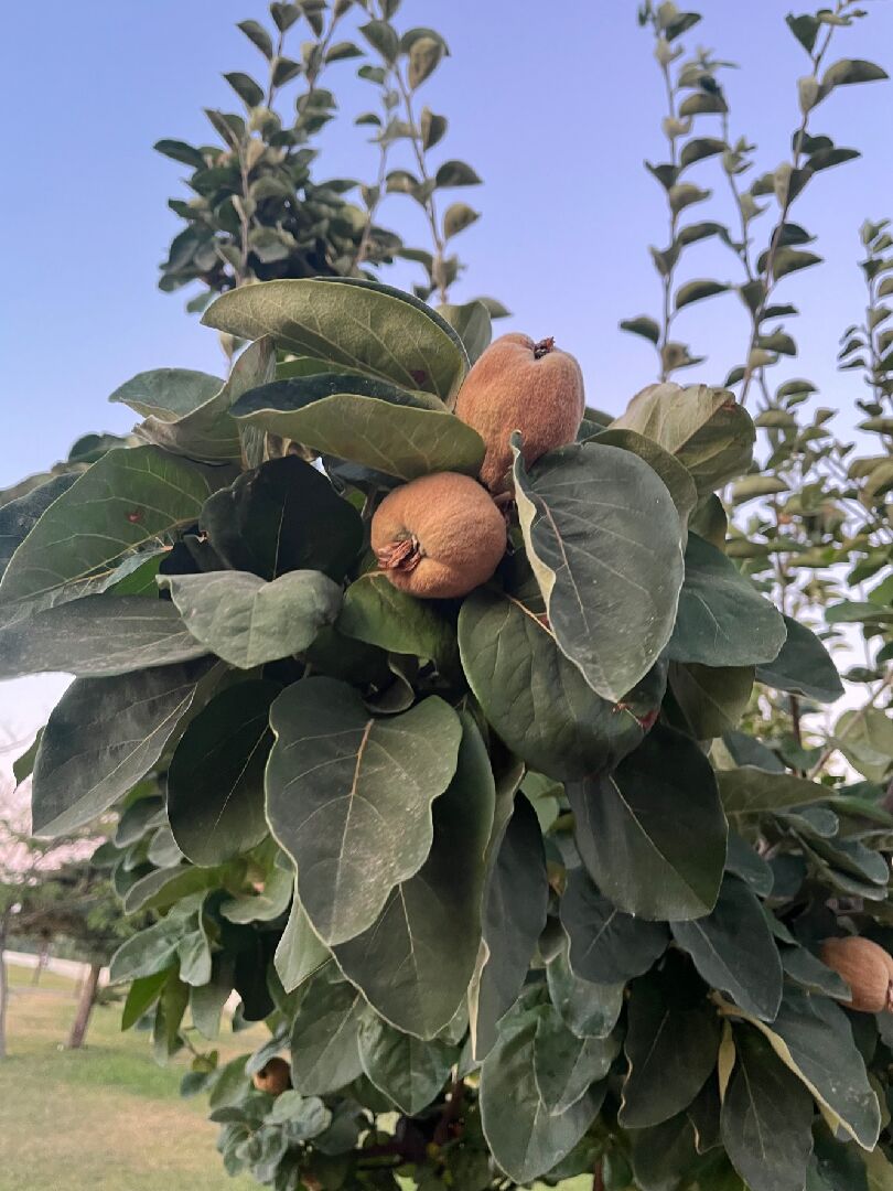 這是什麼果樹