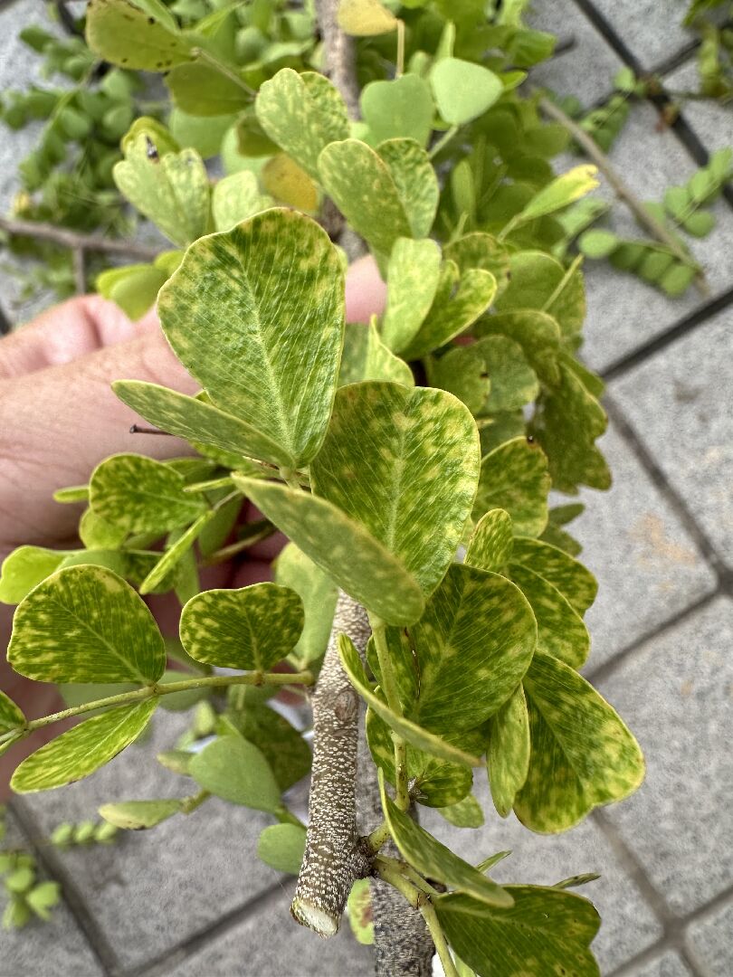 墨水樹葉面黃點