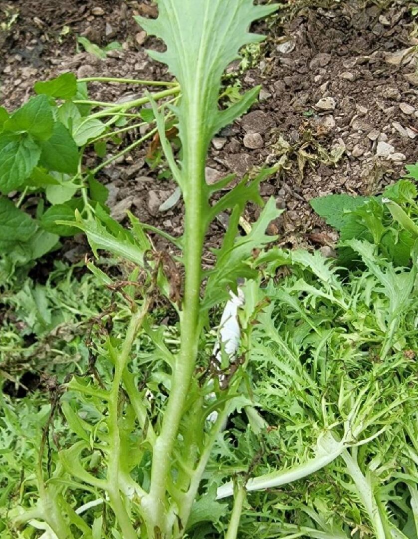 請問萵苣這是什麼病