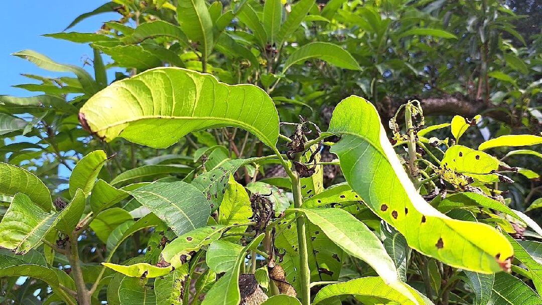 芒果樹葉蟲害