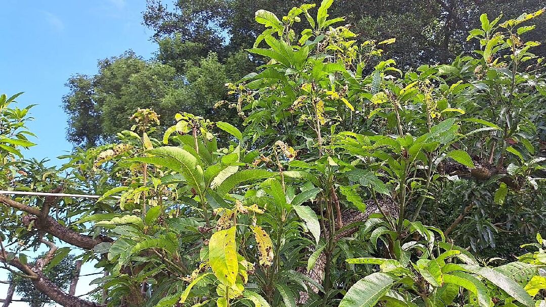 芒果樹葉蟲害