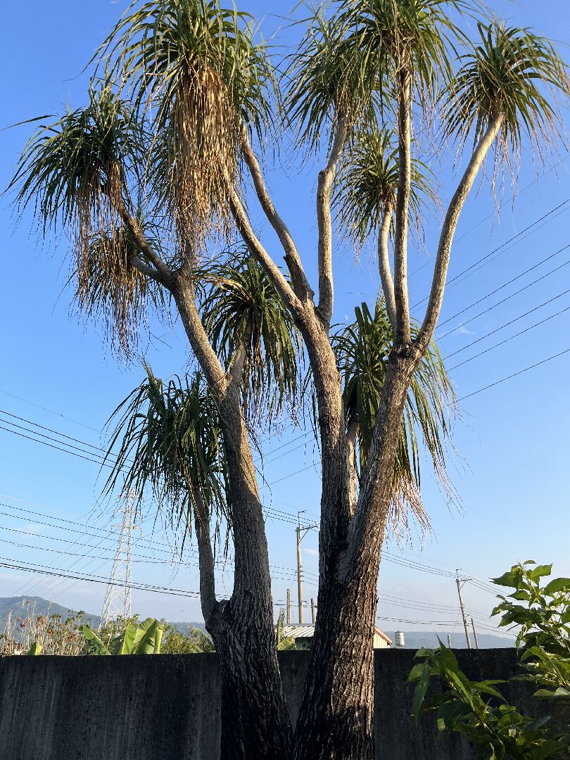 樹皮剝落