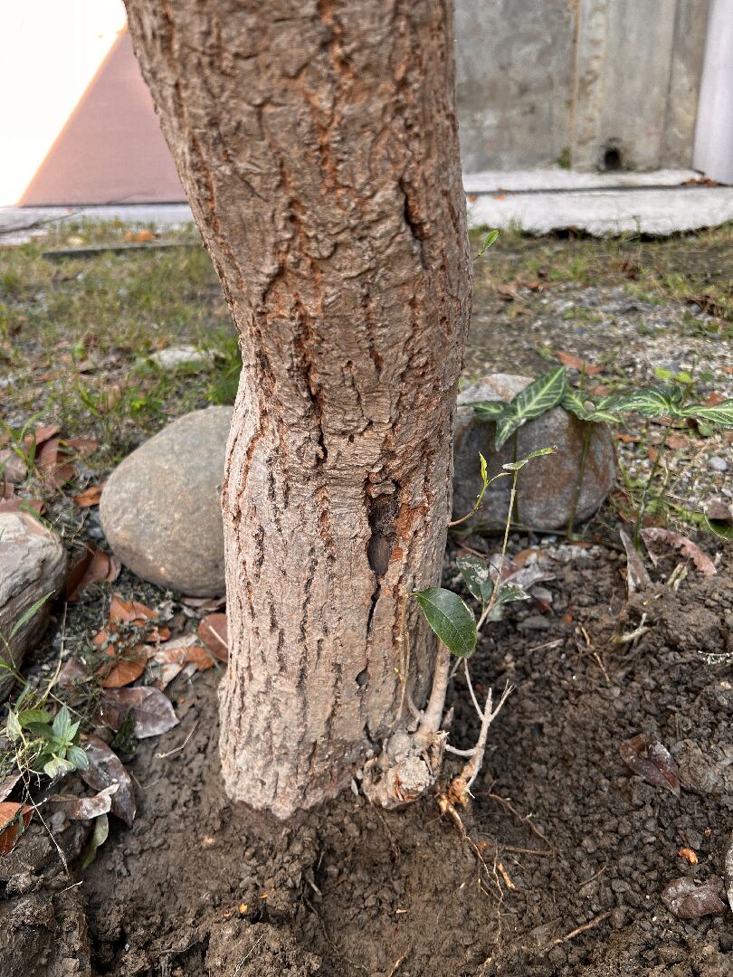 桂花底部樹幹脱皮