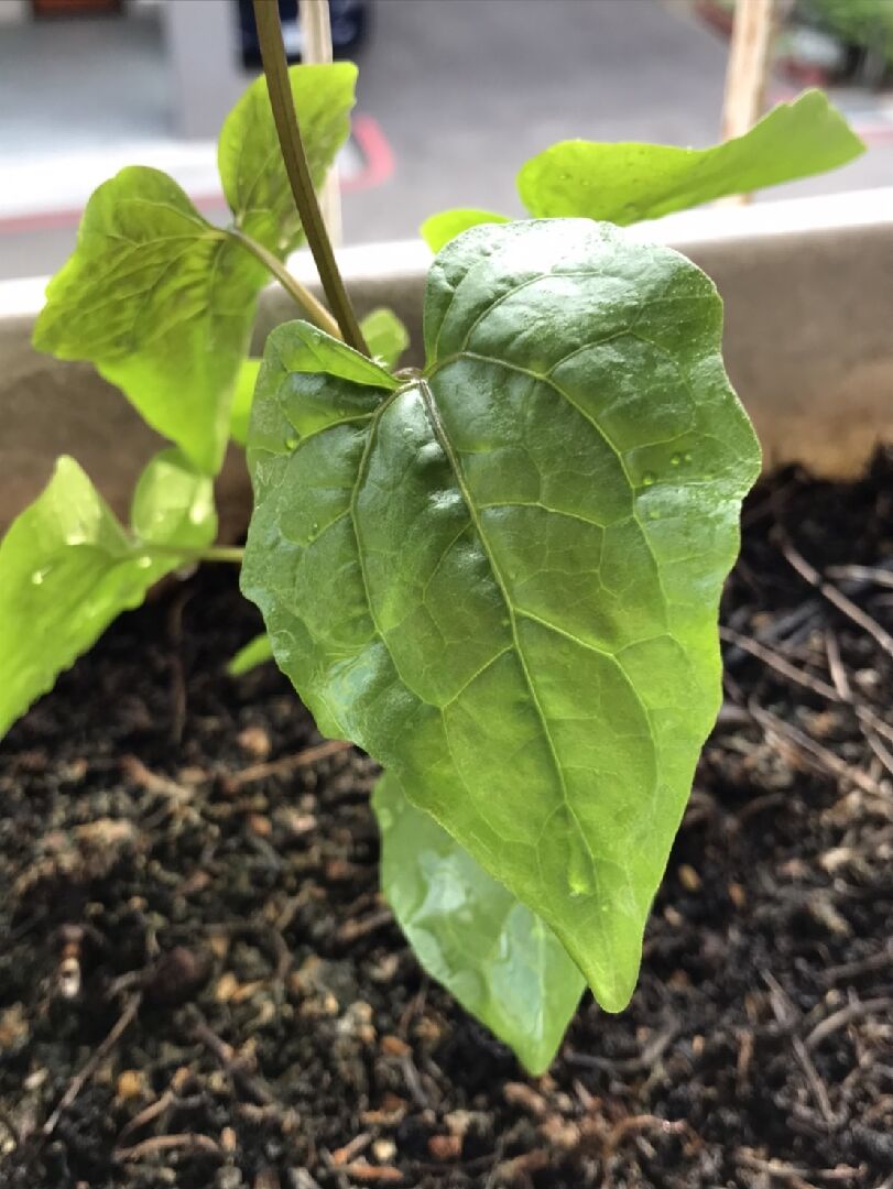 想詢問這是甚麼植物的葉子, 謝謝.