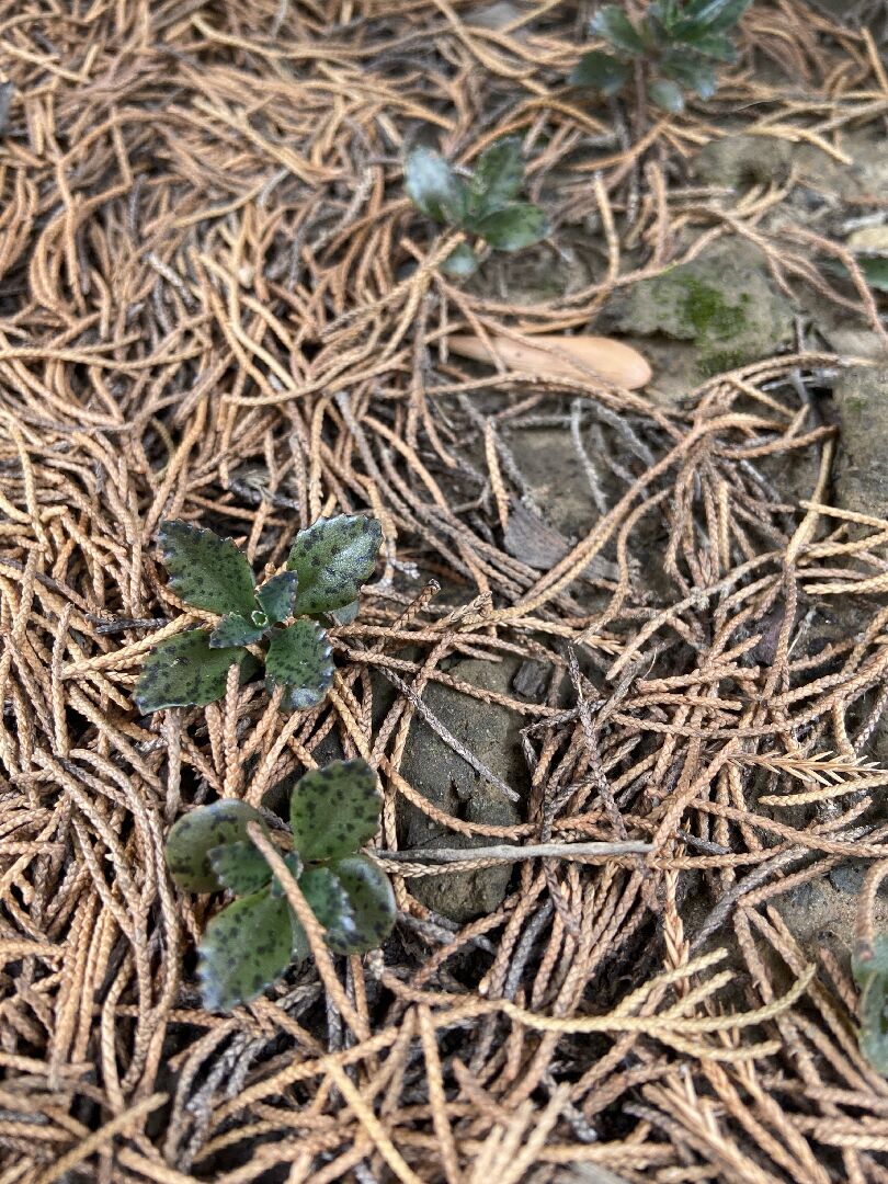 請問這是甚麼植物