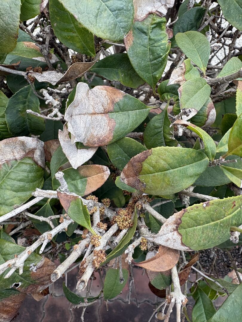 請問桂花樹黃葉枯枝