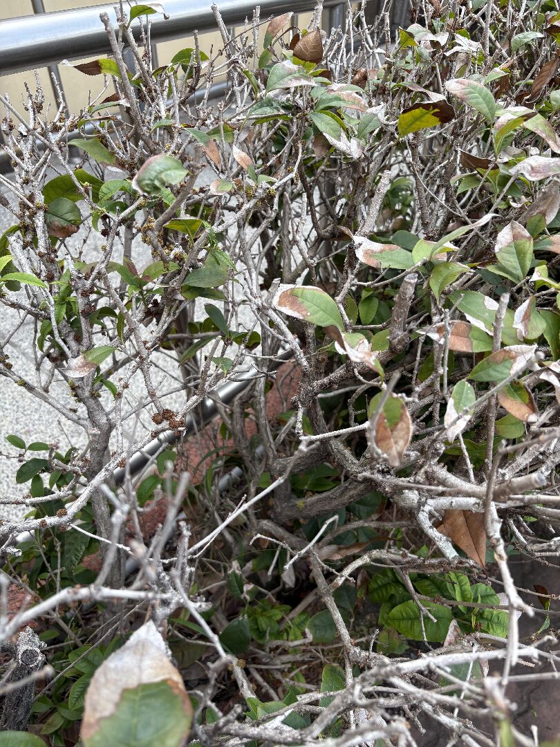 請問桂花樹黃葉枯枝