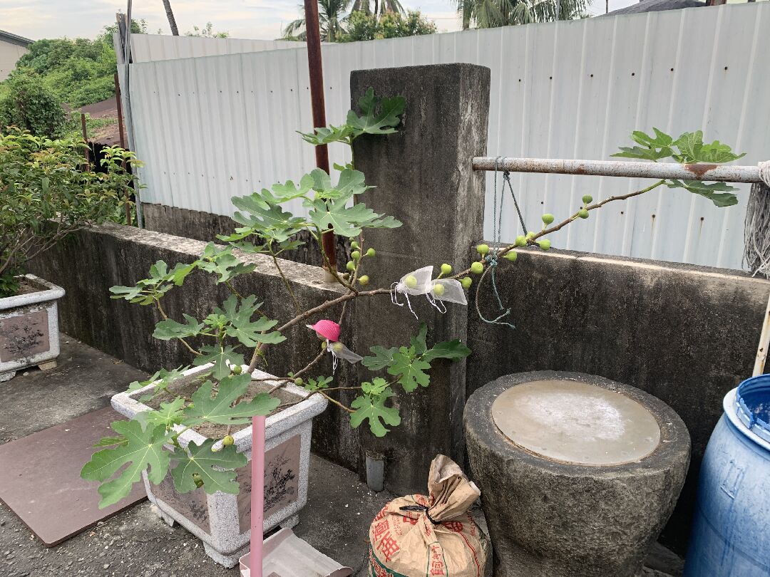 無花果修剪