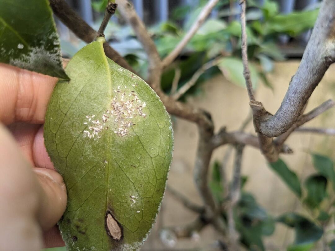 請教茶樹葉上的病蟲害(白粉病？煤煙病？或者都有？或是其他)