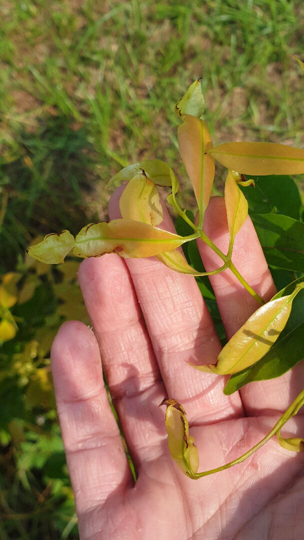 請問荔枝得了什麼病？