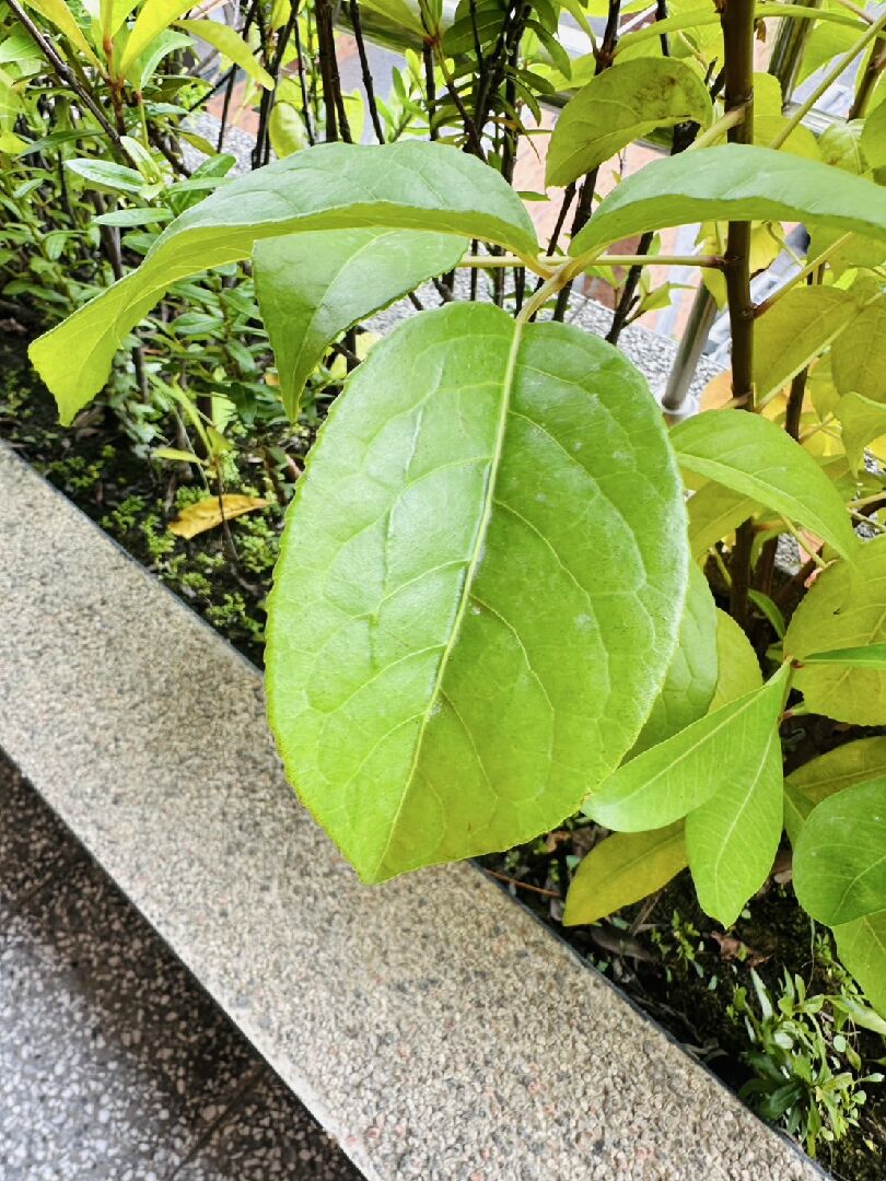 這是什麼植物