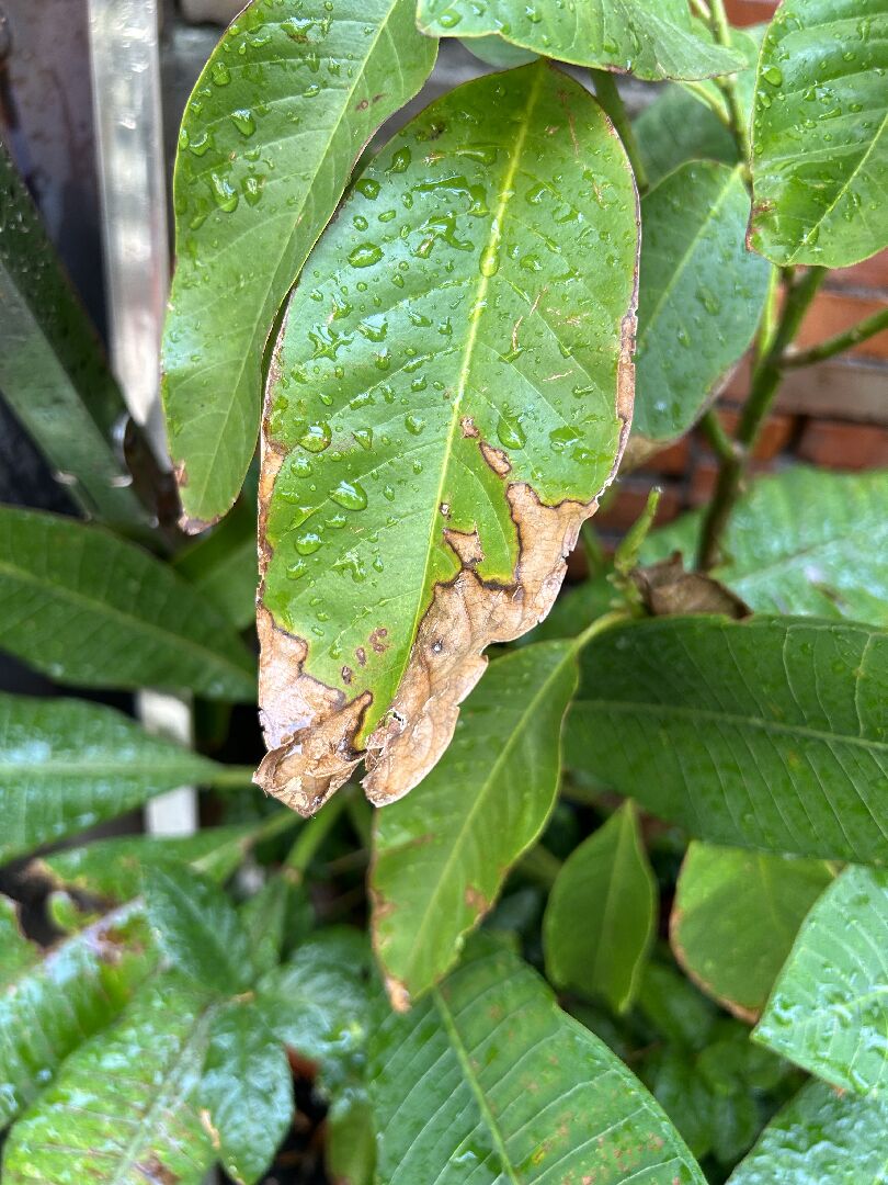 雞蛋花葉子生病