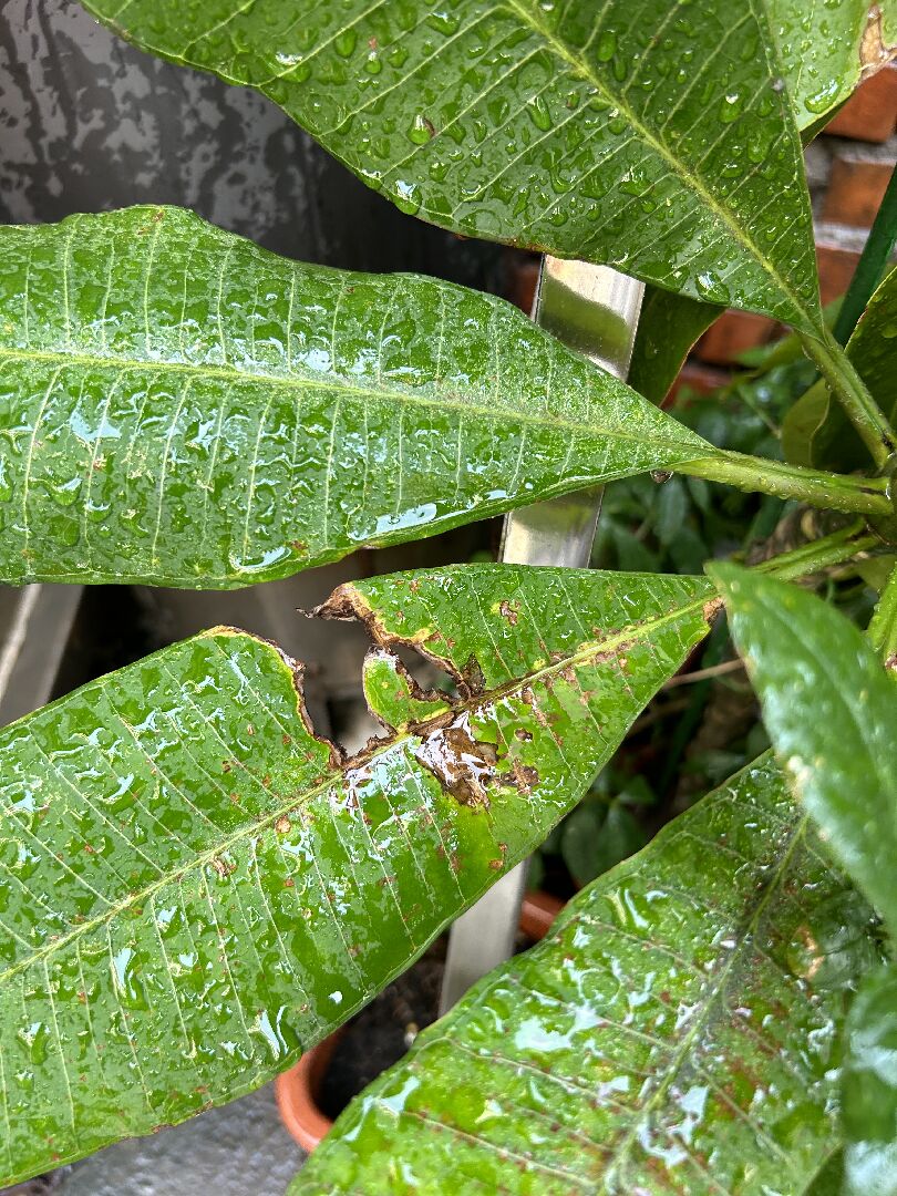 雞蛋花葉子生病