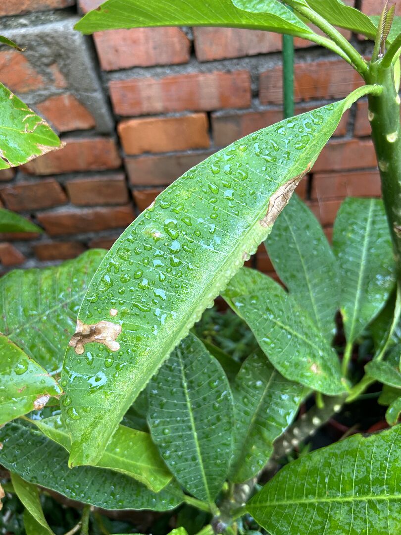 雞蛋花葉子生病