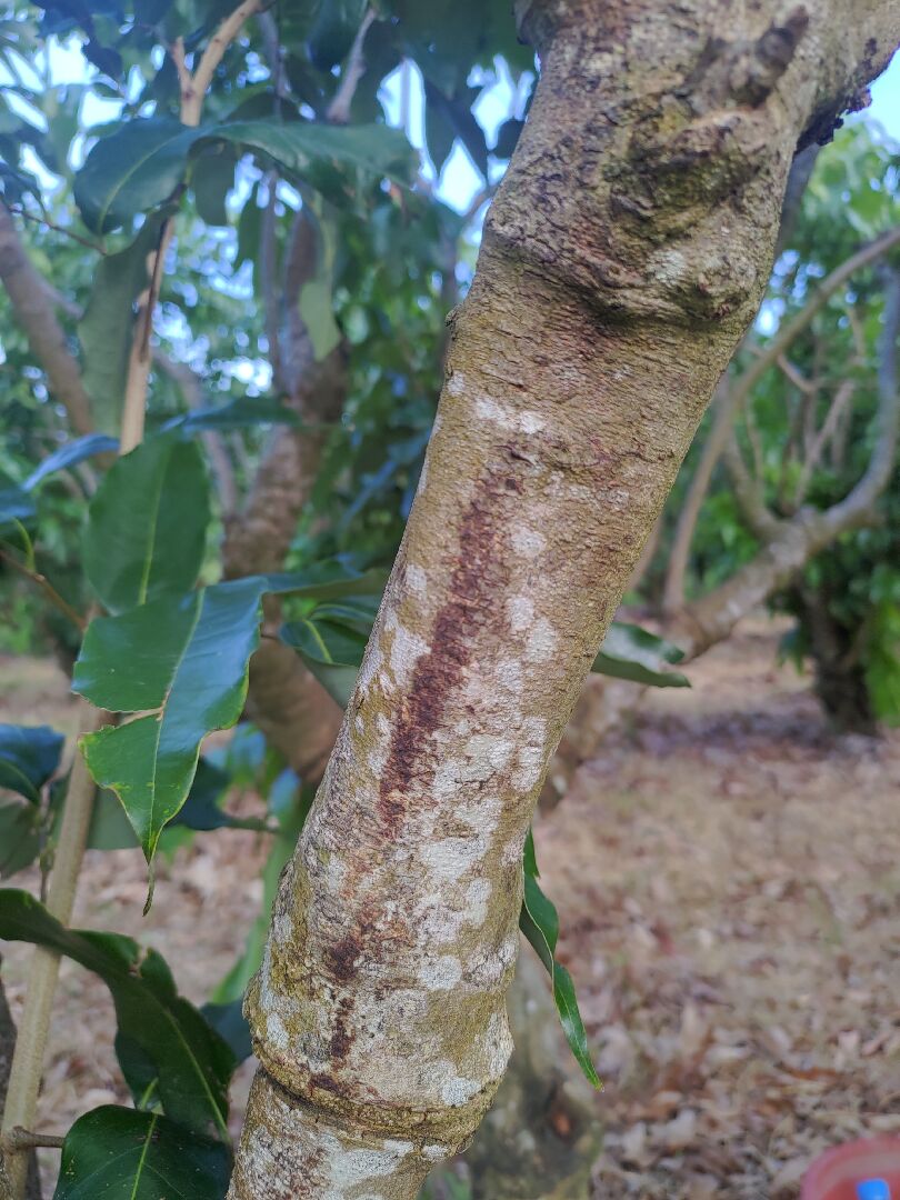 荔枝玉荷包枝條外皮為何出現暗沉色？