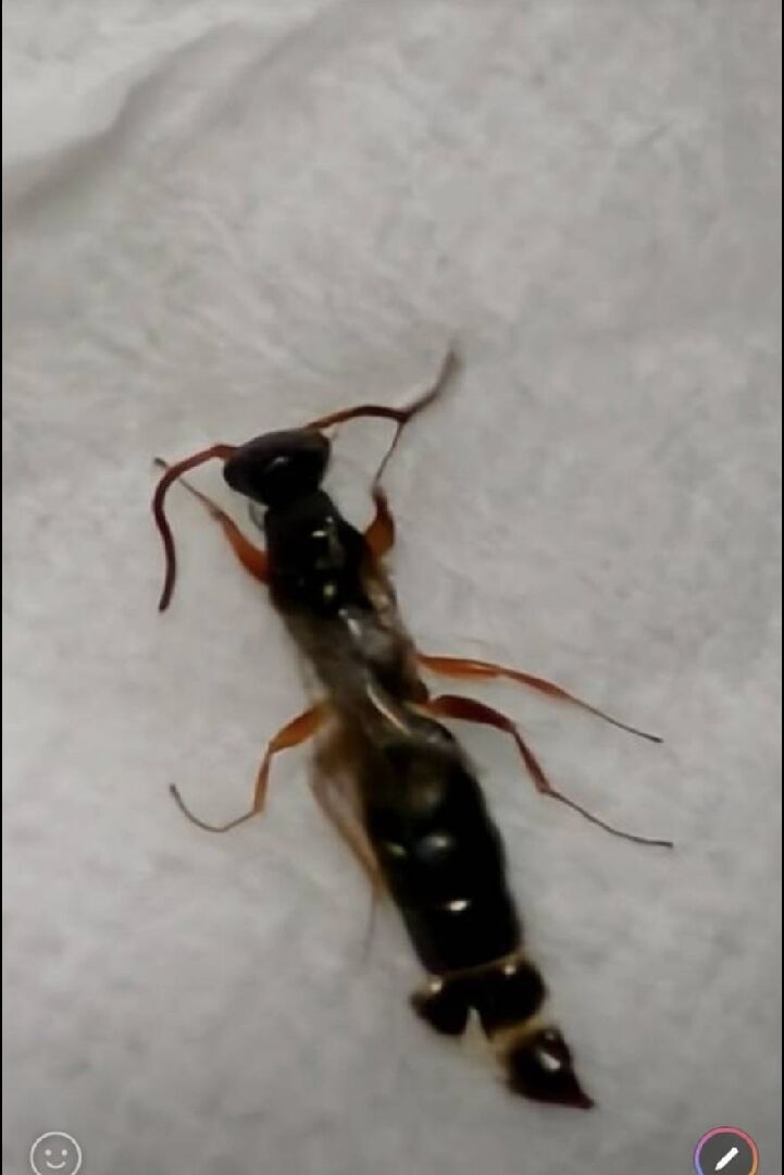 請問這是隱翅蟲嗎？